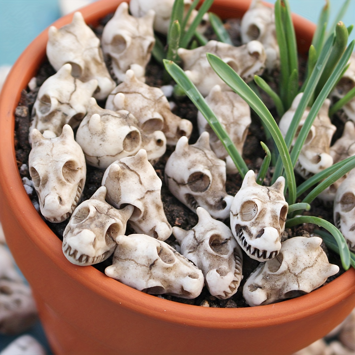 20pcs Dragon Head Skull Bonsai - Bonsai Garden World review and price