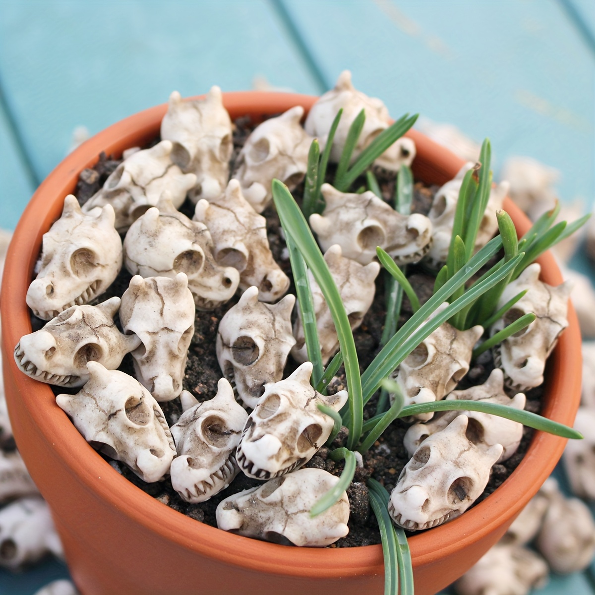 20pcs Dragon Head Skull Bonsai - Bonsai Garden World review and price