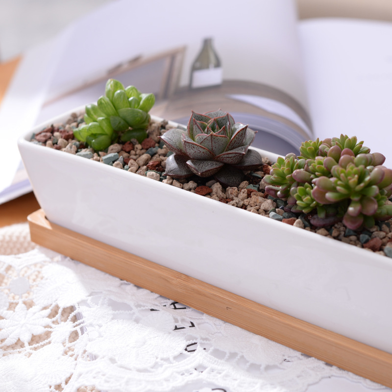 Long Rectangle White Ceramic S - Mini Bonsai Zen Garden review and price