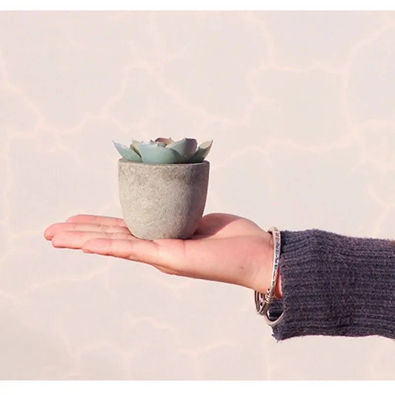 Mini Artificial Aloe Plants Bo - Bonsai Garden Sushi review and price