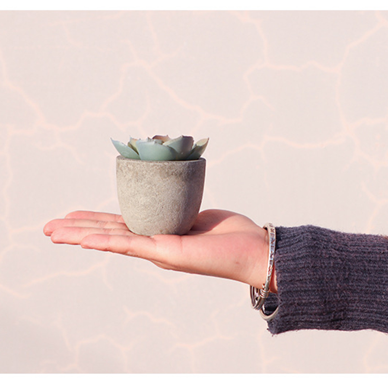 Mini Artificial Aloe Plants Bo - Bonsai Garden Sushi review and price