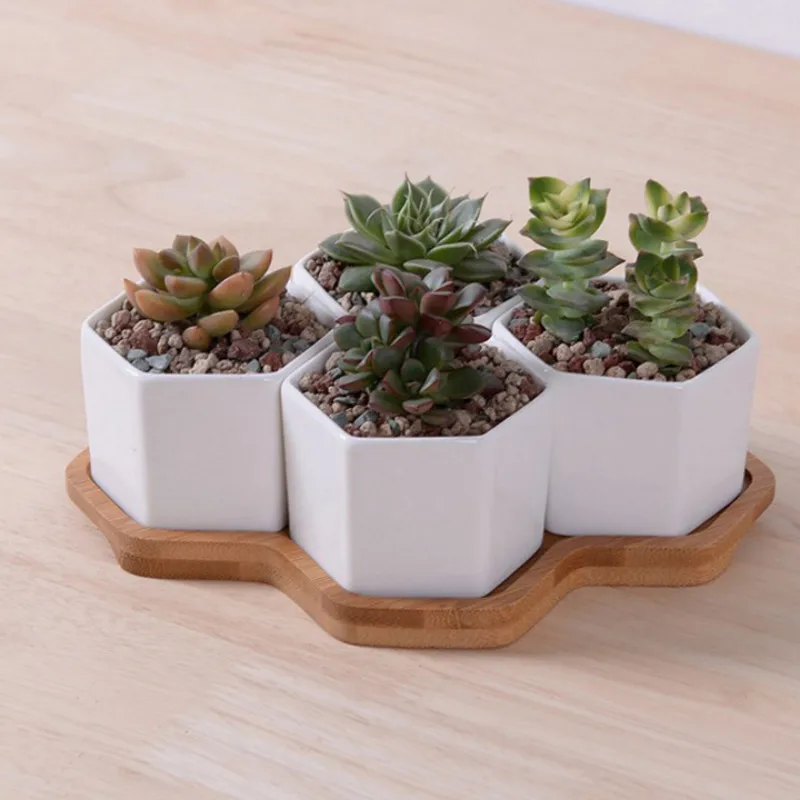 Set of 4/7/9/10 Hexagon Flower - Mini Bonsai Zen Garden review and price