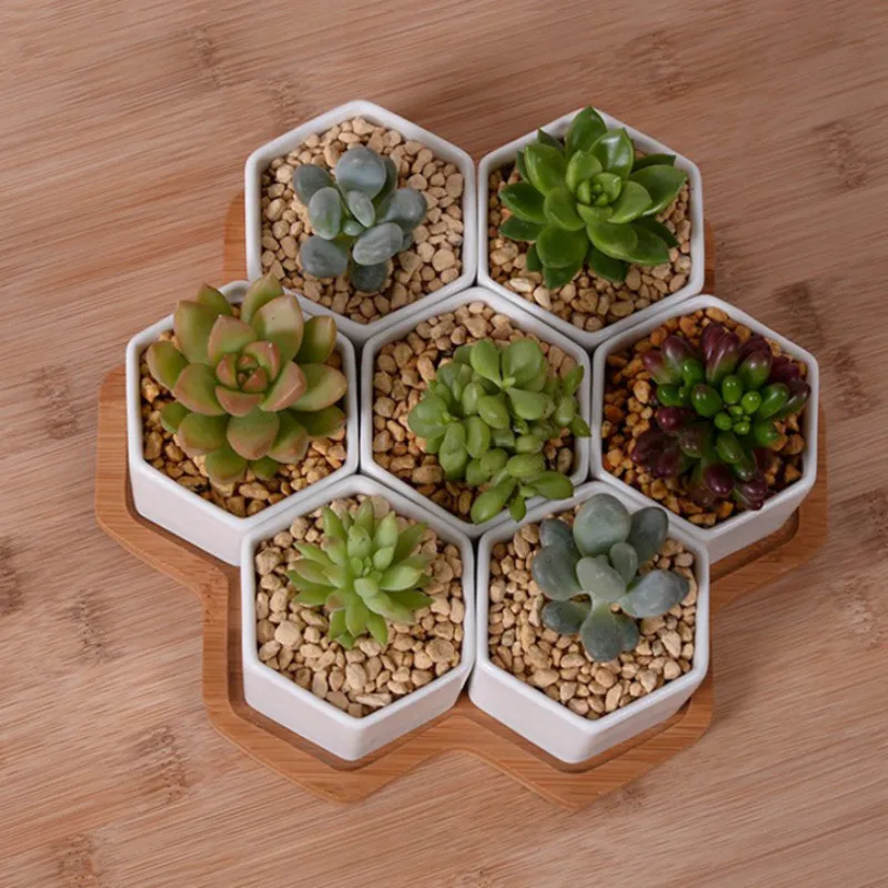 Set of 4/7/9/10 Hexagon Flower - Mini Bonsai Zen Garden review and price