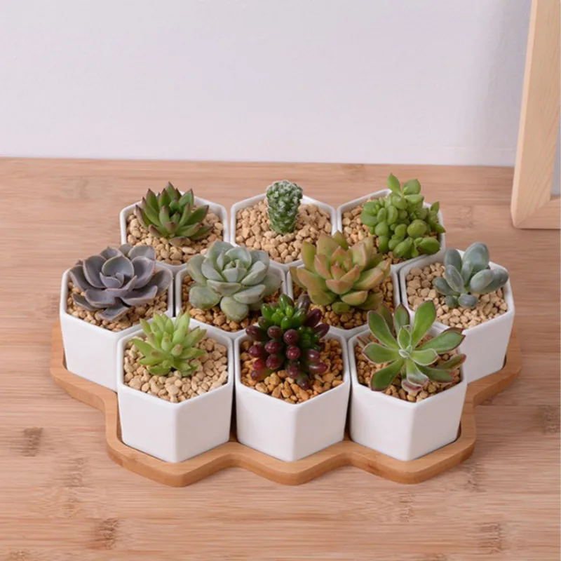 Set of 4/7/9/10 Hexagon Flower - Mini Bonsai Zen Garden review and price